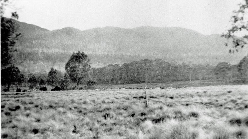 Cattle on Pelion Plains, 1958