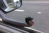 a snake slinks along the driver's side window.