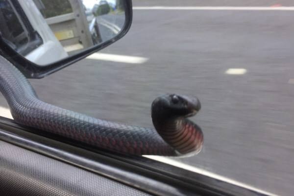 a snake slinks along the driver's side window.