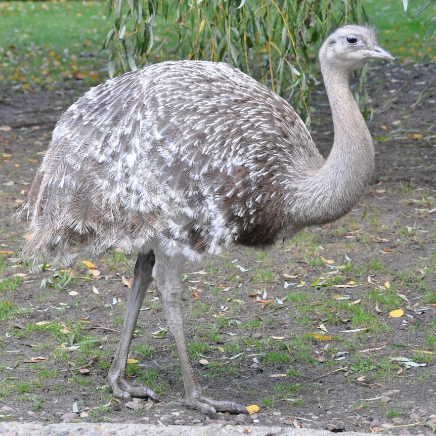 Darwin's Rhea.