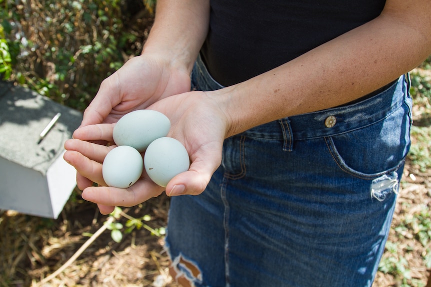 Bantam blue eggs in hand.