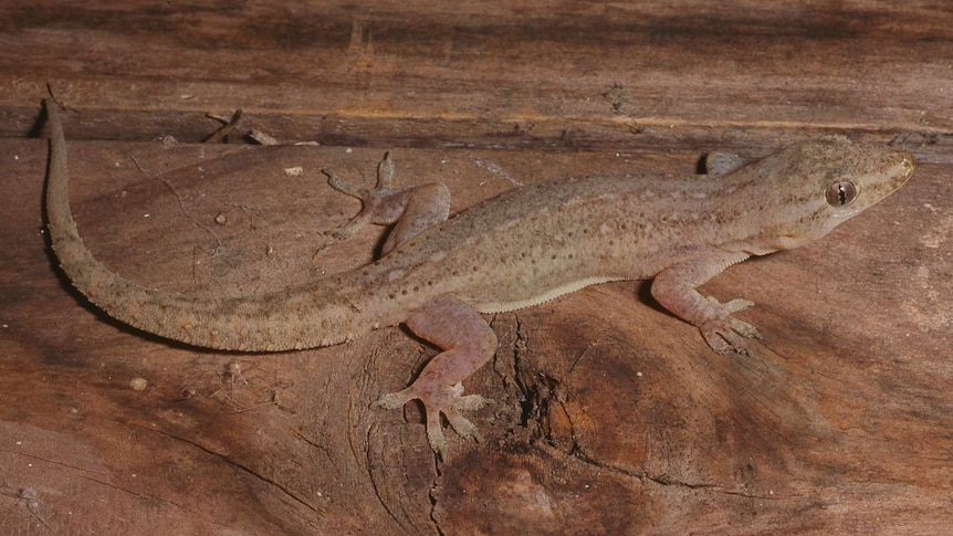 Asian house gecko on wood