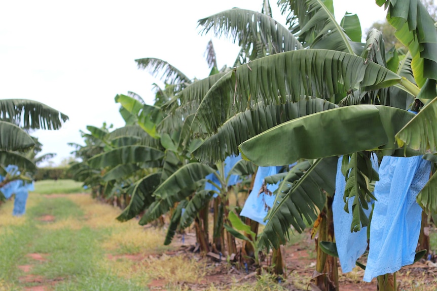 a banana plantation with blue bags on bunches