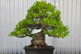 This banksia serrata is one of 38 native Australian bonsai on show this weekend.