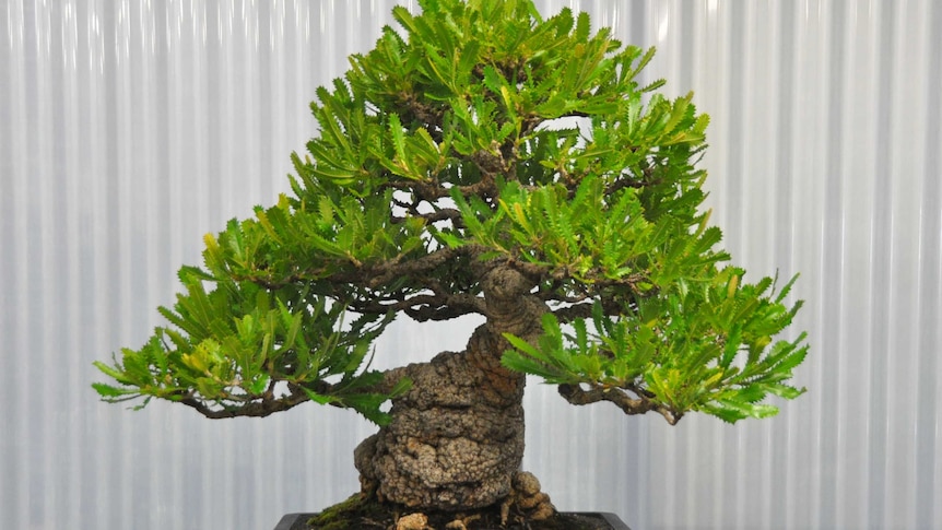 This banksia serrata is one of 38 native Australian bonsai on show this weekend.