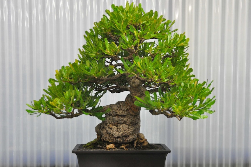 Banksia Seratta as bonsa