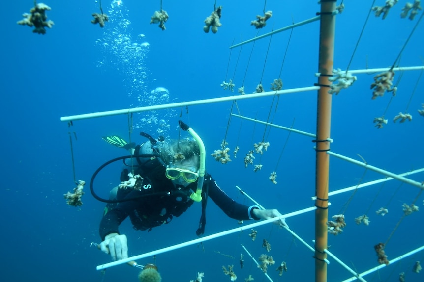A scuba diving cleaning small coral fragments with a brush underwater