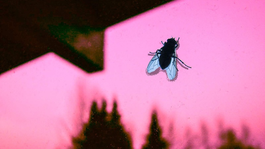 A blowfly silhouette on a window pane