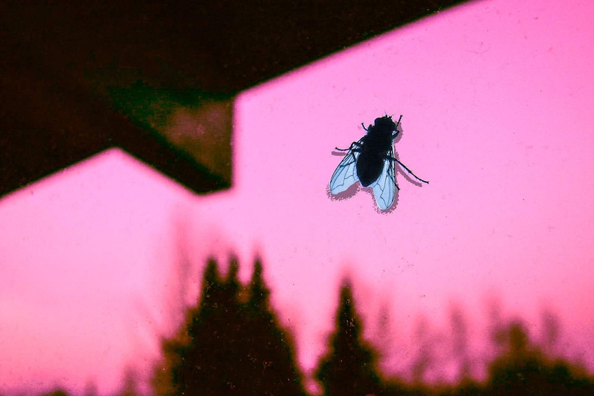 A blowfly silhouette on a window pane