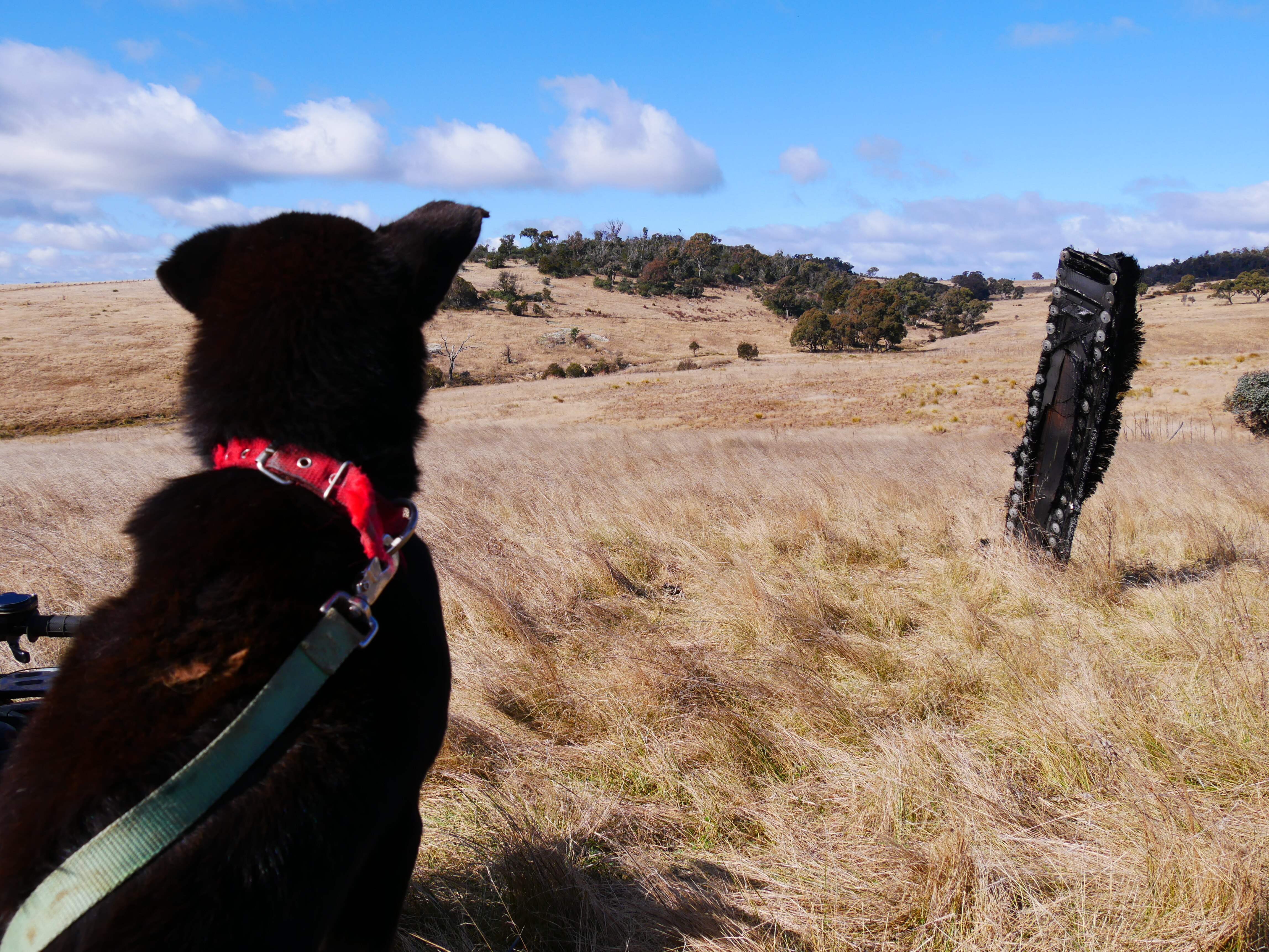 a dog looks at a piece of space junk