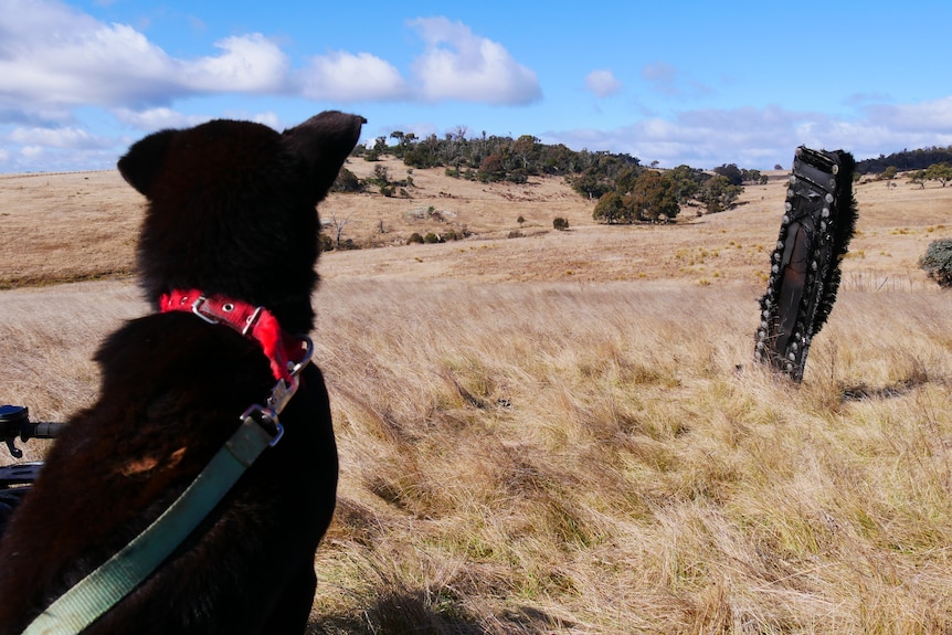 a dog looks at a piece of space junk