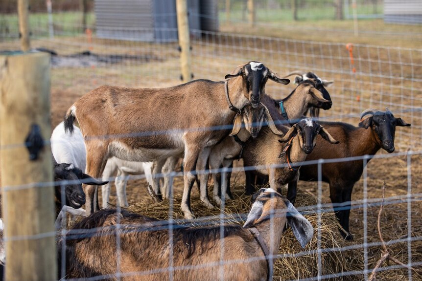 Brown goats in an enclosure