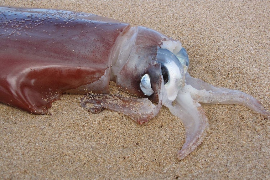 The diamondback squid Thysanoteuthis rhombus at Keanakeiki, Kahoolawe, Hawaii.