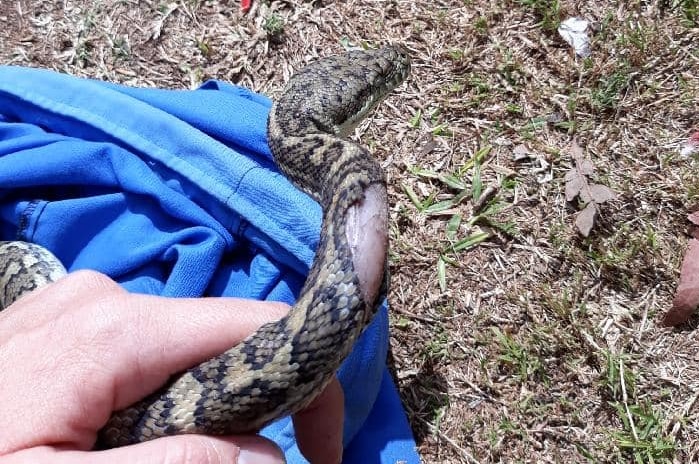A carpet python with an injury to its body