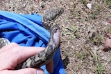 A carpet python with an injury to its body