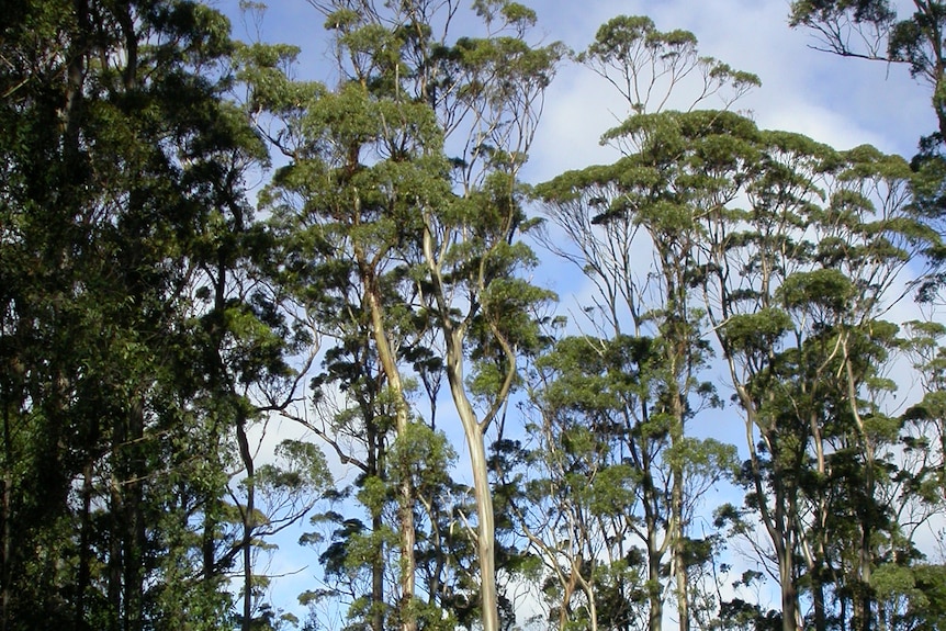 Tasmanian blue gum forest