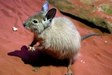 A small fluffy minature kangaroo type creature holding a piece of fruit in it's front paws.