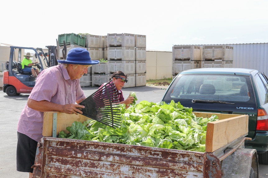 Two women load lettuce into a trailer in the Lockyer Valley, January 2020.