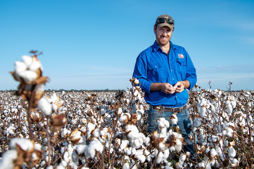 A man stands in a cotton field.