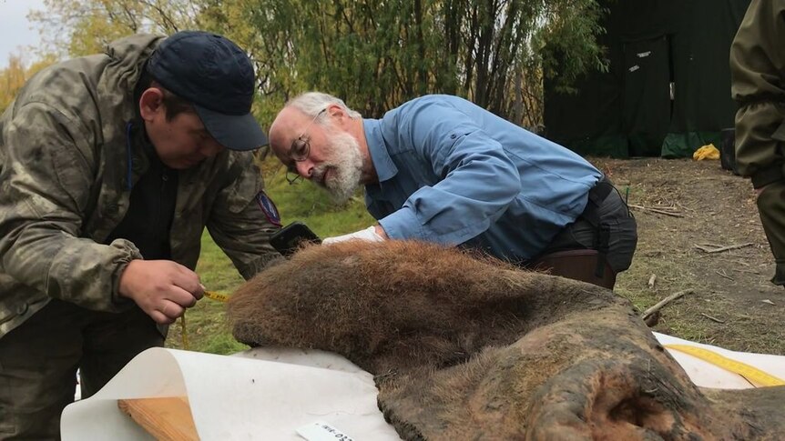 Researchers exam the furry pelt of an animal.