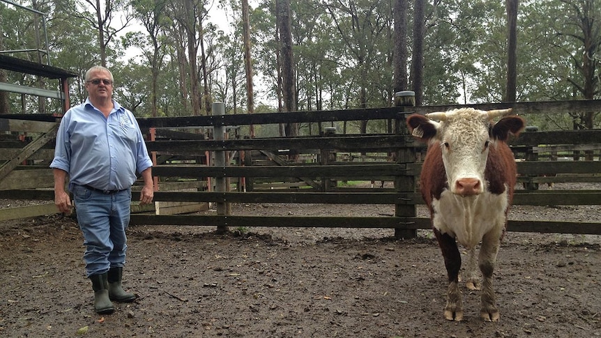 Stock and station agent John O'Brien at the saleyards in Wauchope.