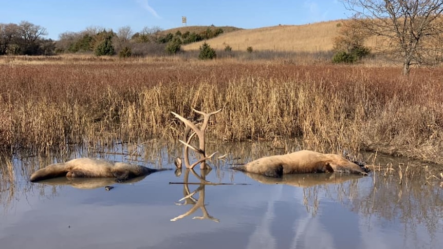 Bodies of two large elk bulls partially submerged in a pond. Their antlers protrude from the water, are locked together.