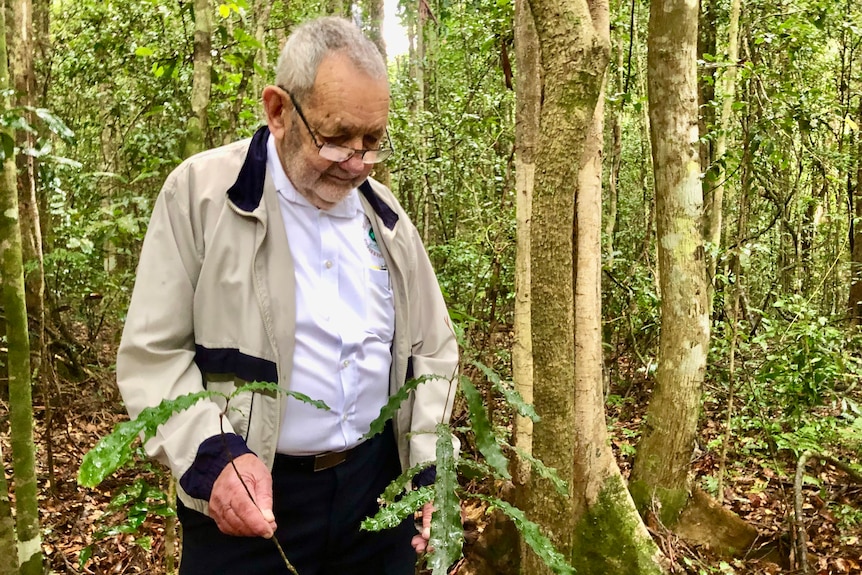 An older man in a cardigan looks at the serrated leaves of a wild macadamia tree that doesn't even reach his chest.