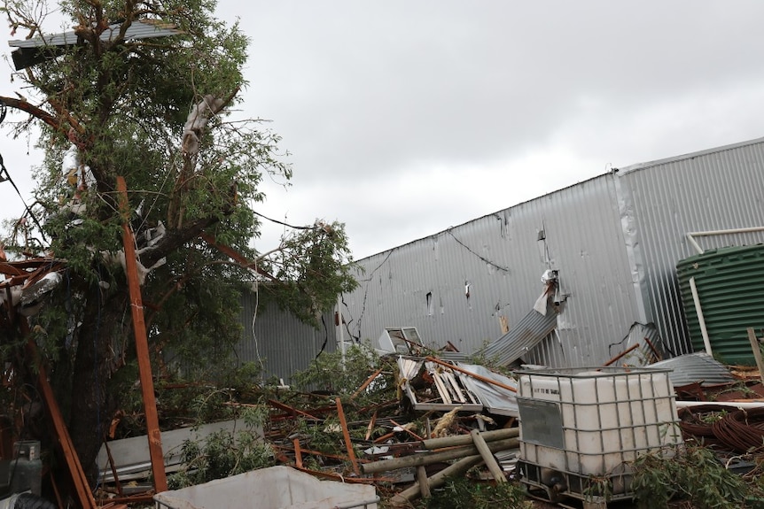 Tree with metal and wood wedged in its branches, shed wall with iron sheeting and wood embedded in it