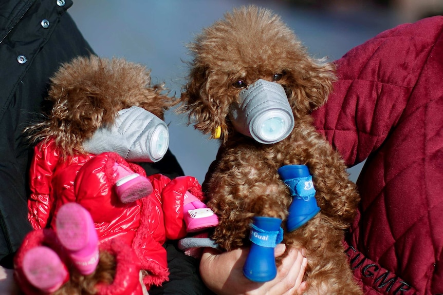 Two dogs, wearing face masks and jackets, are nursed by two people