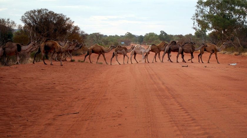 Wild camels cross the road