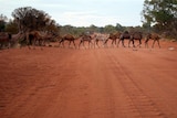 Wild camels cross the road