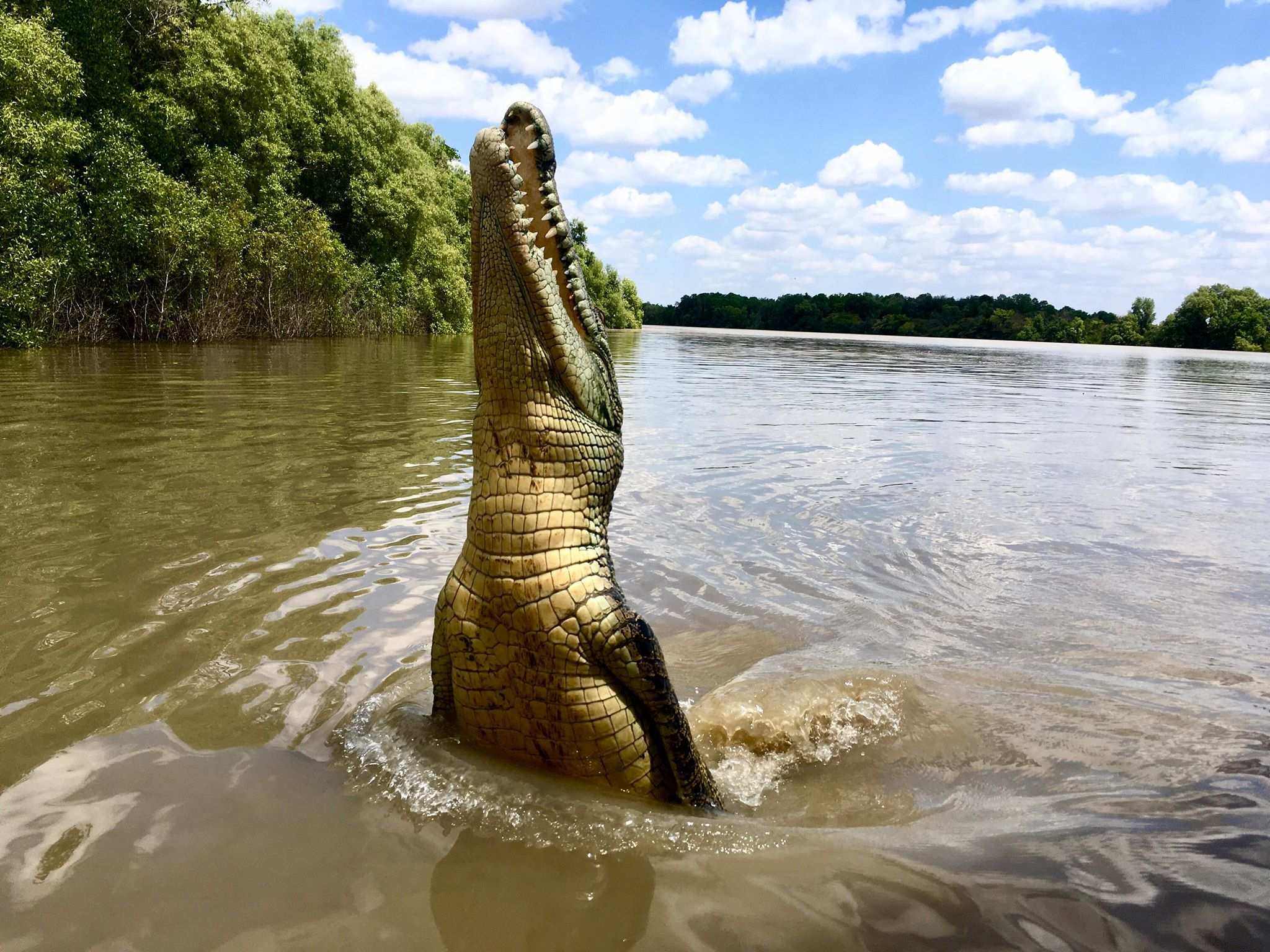 A crocodile jumping up out of the water.