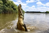 A crocodile jumping up out of the water.