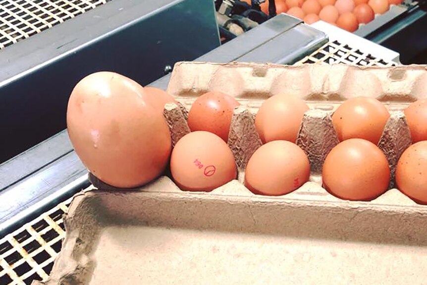 A massive egg bulging from an egg carton alongside much smaller eggs
