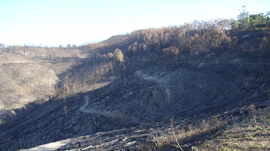 A hillside in Churchill, Victoria is decimated by bushfire, leaving behind charred remains