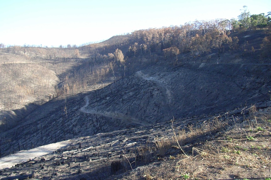 A hillside in Churchill, Victoria is decimated by bushfire, leaving behind charred remains