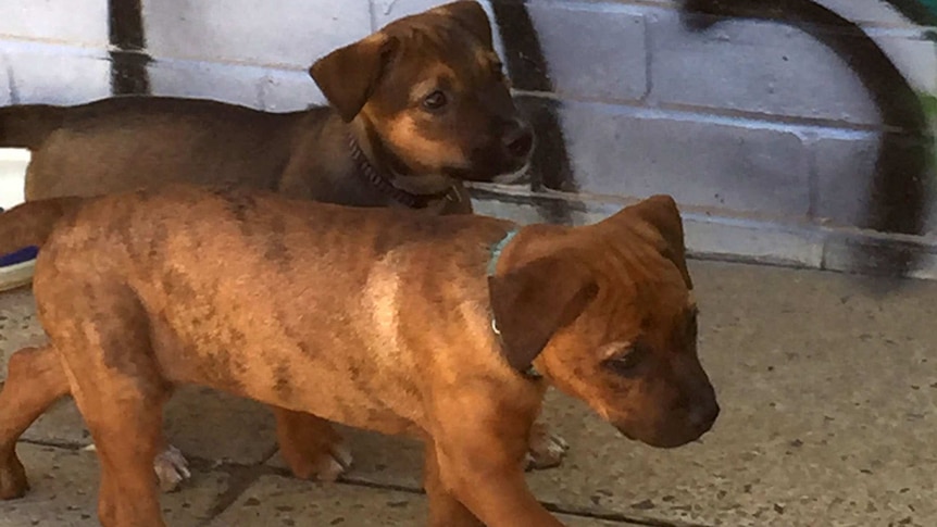 Two puppies at the Shenton Park Dogs Home in Perth