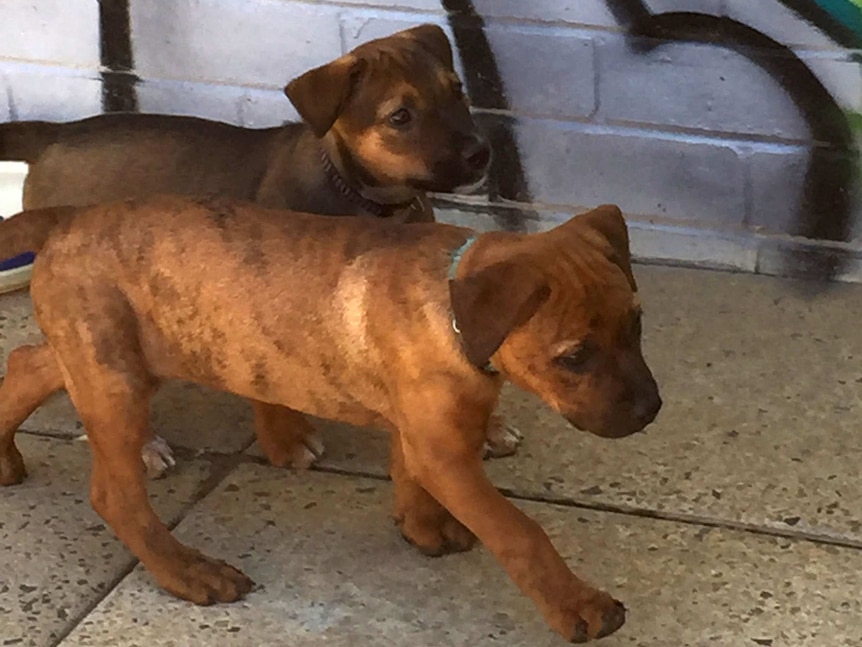 Two puppies at the Shenton Park Dogs Home in Perth