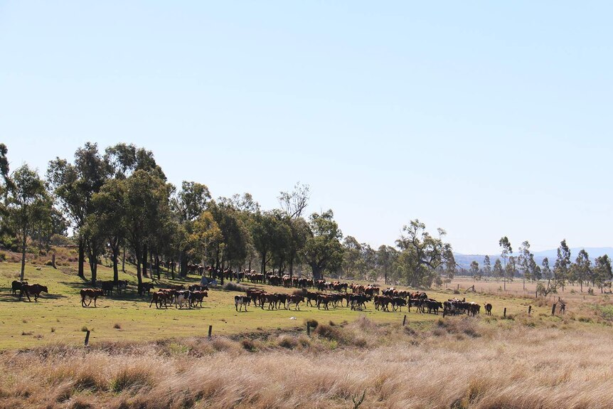 David Vonhoff's dairy farm on the Darling Downs