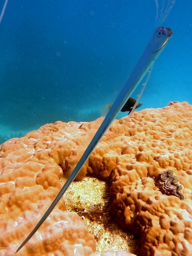 Silver blue long thing fish above some brown brain coral