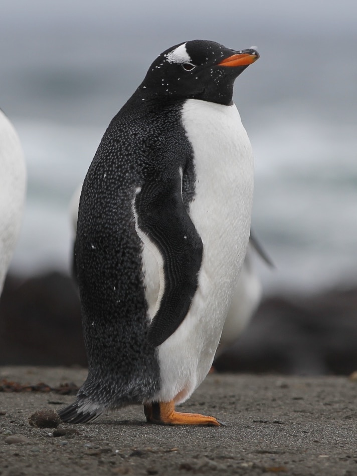 One of Macquarie Island's Gentoo penguins