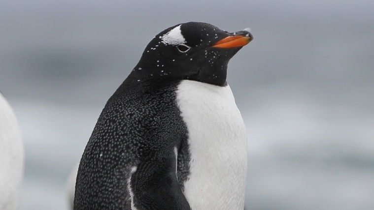 One of Macquarie Island's Gentoo penguins