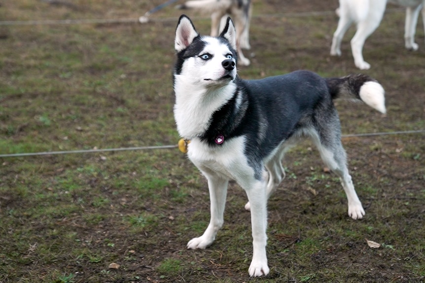 A husky looks energetic, standing outside.