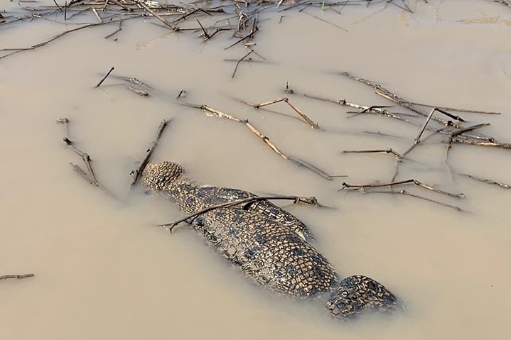 A dead crocodile floats in the Adelaide River.
