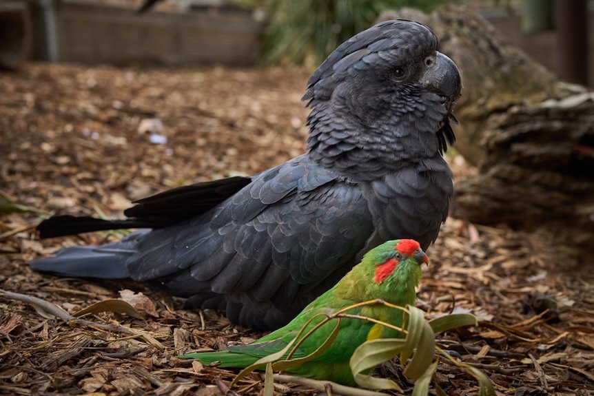 A red-tailed black cockatoo and musk lorikeet stand next to each other.
