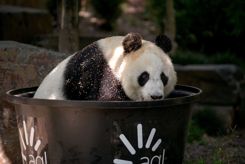 A giant panda sitting in a black bucket