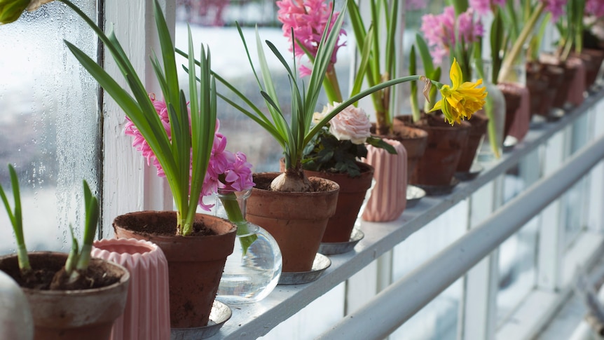 Flowering plants in pots sitting on a windowsill in the daylight