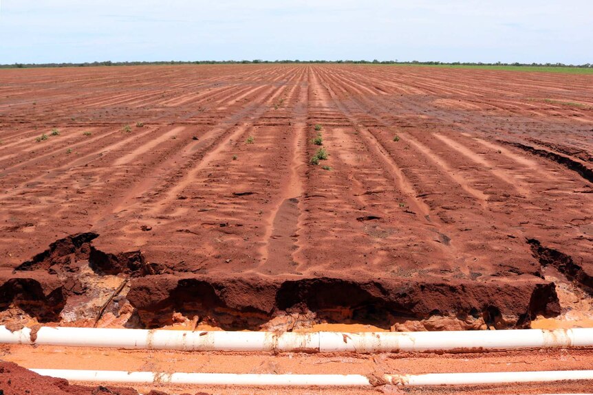 Newly-prepared pindan soil that has sub-surface irrigation