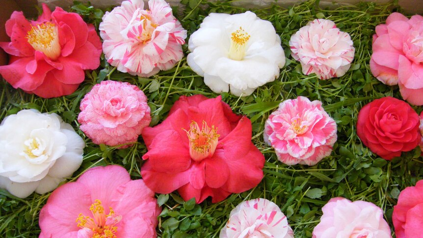 Camellia blooms