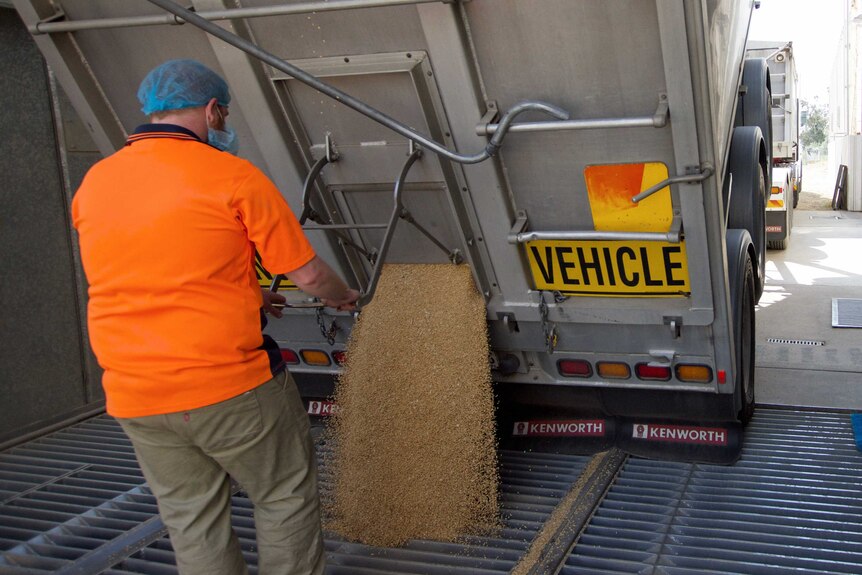 A worker opens a chute on a truck, and raw wheat pours out into a grate in the ground.